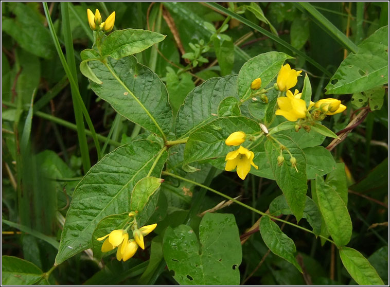 Yellow Loosestrife, Lysimachia vulgaris, Breall�n l�ana
