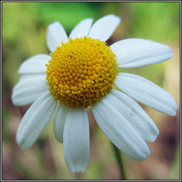 Scented Mayweed, Matricaria chamomilla, F�ogad�n cumhra