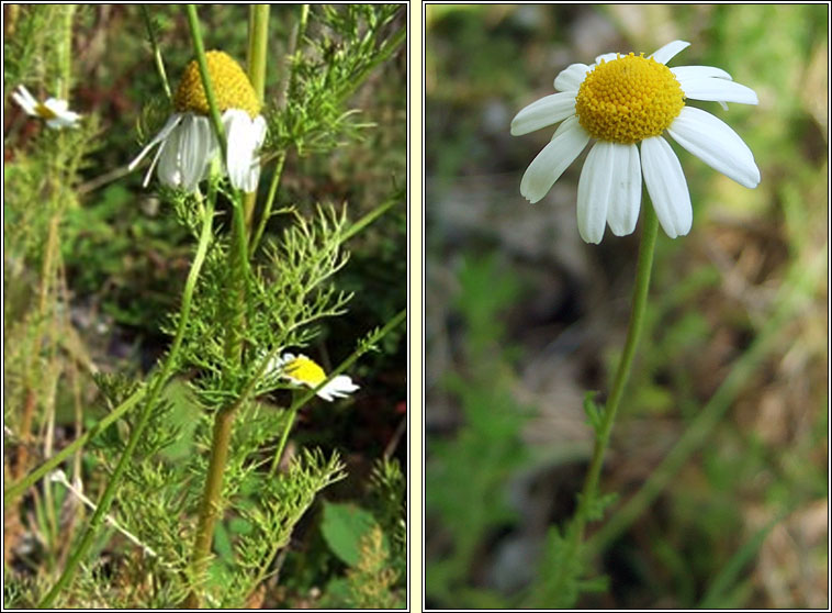 Scented Mayweed, Matricaria chamomilla, F�ogad�n cumhra