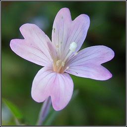 Marsh Willowherb, Epilobium palustre, Saileach�n corraigh