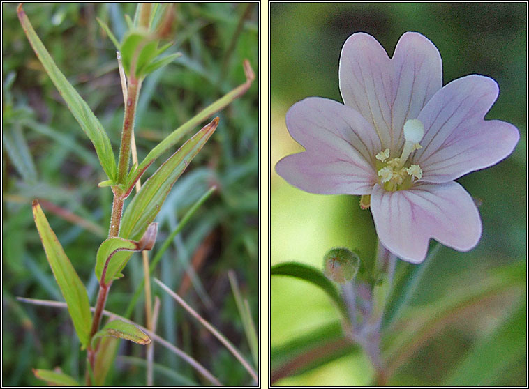 Marsh Willowherb, Epilobium palustre, Saileach�n corraigh
