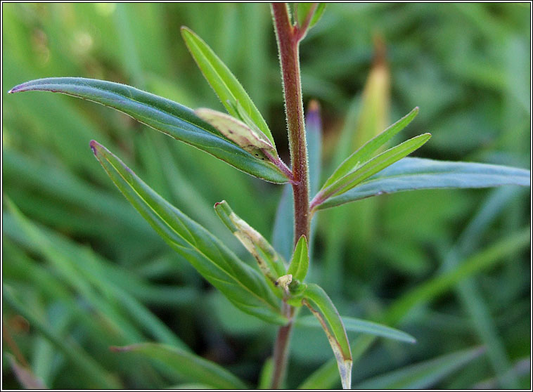 Marsh Willowherb, Epilobium palustre, Saileach�n corraigh
