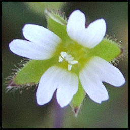 Sea Mouse-ear, Cerastium diffusum, Cluas luch�ige mhara