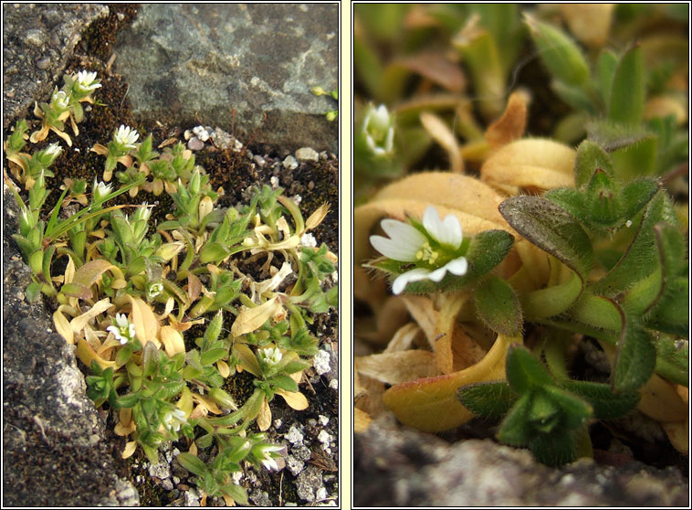 Sea Mouse-ear, Cerastium diffusum, Cluas luch�ige mhara