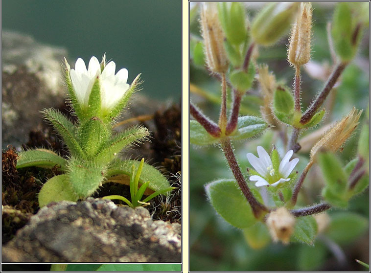 Sea Mouse-ear, Cerastium diffusum, Cluas luch�ige mhara