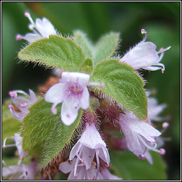 Corn Mint, Mentha arvensis, Mism�n arbhair