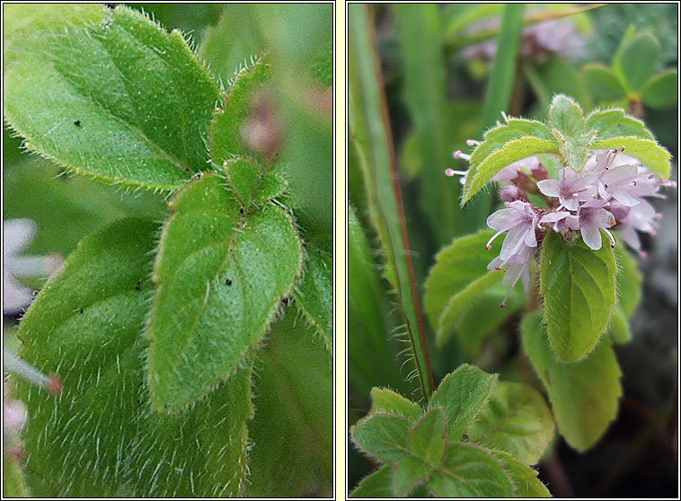 Corn Mint, Mentha arvensis, Mism�n arbhair