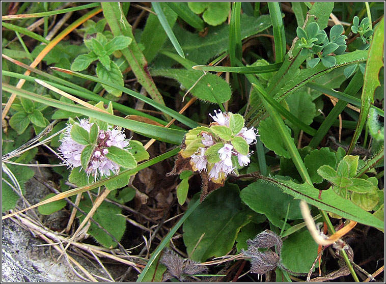 Corn Mint, Mentha arvensis, Mism�n arbhair