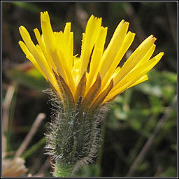Rough Hawkbit, Leontodon hispidus, Cr�g phort�in gharbh