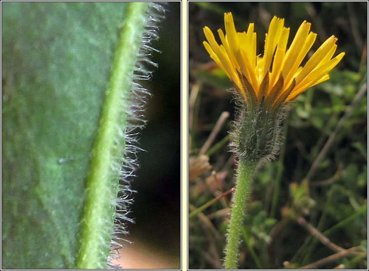 Rough Hawkbit, Leontodon hispidus, Cr�g phort�in gharbh