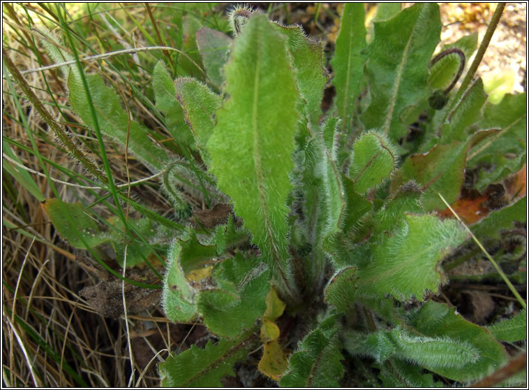 Rough Hawkbit, Leontodon hispidus, Cr�g phort�in gharbh