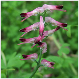 Common Ramping-fumitory, Fumaria muralis, Cam�n searraigh balla