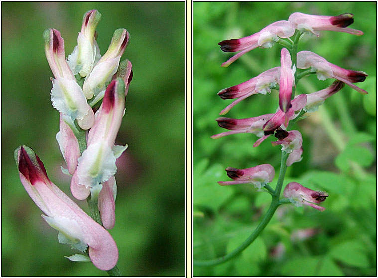 Common Ramping-fumitory, Fumaria muralis, Cam�n searraigh balla