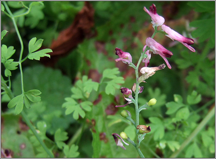 Common Ramping-fumitory, Fumaria muralis, Cam�n searraigh balla