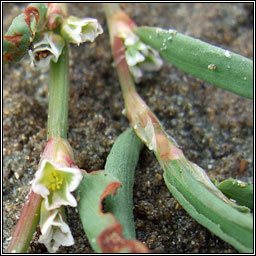 Ray's Knotgrass, Polygonum oxyspermum, Gl�ineach ghl�
