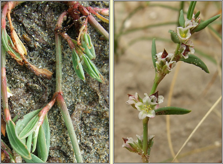 Ray's Knotgrass, Polygonum oxyspermum, Gl�ineach ghl�