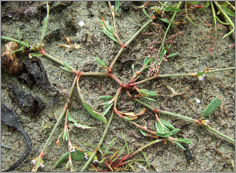 Ray's Knotgrass, Polygonum oxyspermum subsp raii, Gl�ineach ghl�