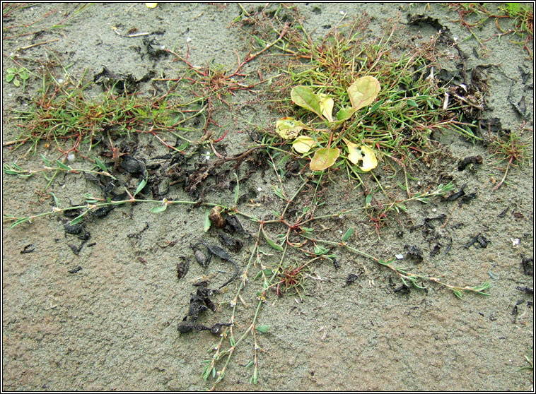 Ray's Knotgrass, Polygonum oxyspermum, Gl�ineach ghl�