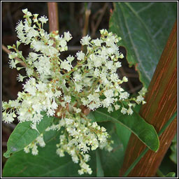 Giant Knotweed, Reynoutria sachalinensis, Gl�ineach chapaill