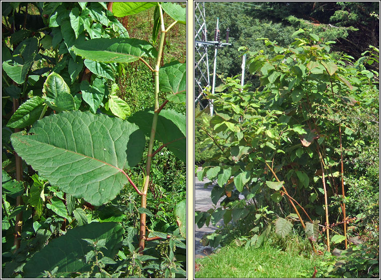 Giant Knotweed, Reynoutria sachalinensis, Gl�ineach chapaill