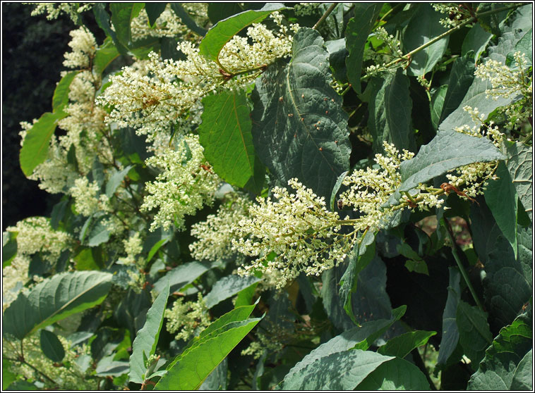 Giant Knotweed, Reynoutria sachalinensis, Gl�ineach chapaill