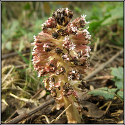 Butterbur, Petasites hybridus, Gall�n m�r