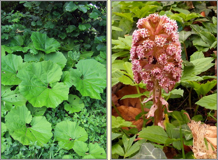 Butterbur, Petasites hybridus, Gall�n m�r
