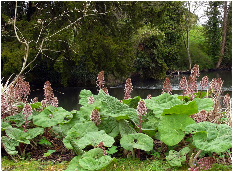 Butterbur, Petasites hybridus, Gall�n m�r