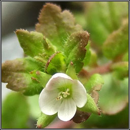 Green Field-speedwell, Veronica agrestis, Lus cr� l�ana