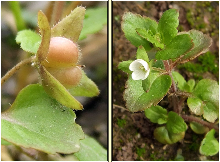 Green Field-speedwell, Veronica agrestis, Lus cr� l�ana