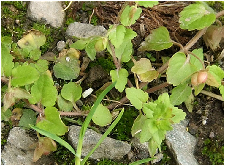 Green Field-speedwell, Veronica agrestis, Lus cr� l�ana