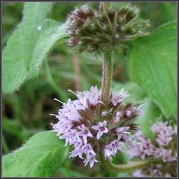 Whorled Mint, Mentha x verticillata, Mism�n burla