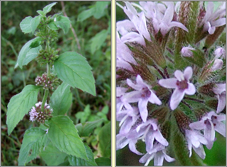 Whorled Mint, Mentha x verticillata, Mism�n burla