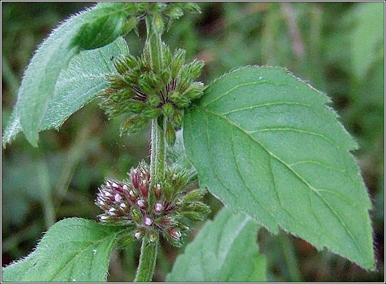Whorled Mint, Mentha x verticillata, Mism�n burla