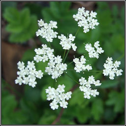 Greater Burnet-saxifrage, Pimpinella major, Coll an drom�in