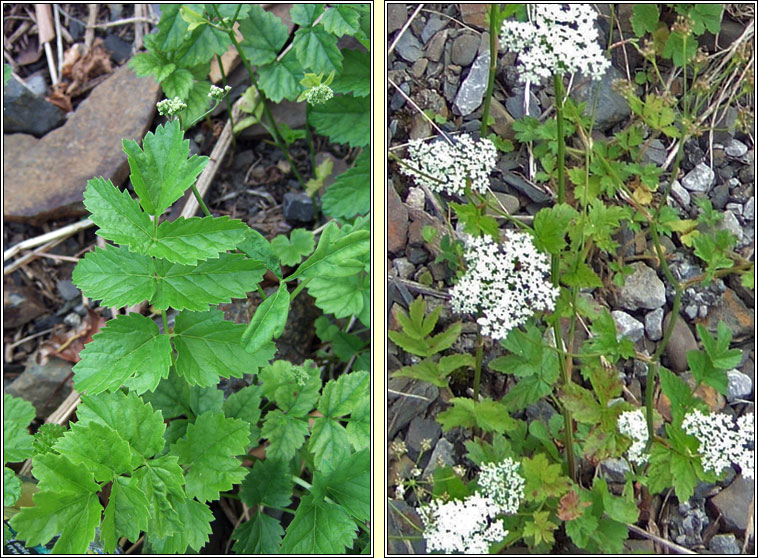 Greater Burnet-saxifrage, Pimpinella major, Coll an drom�in