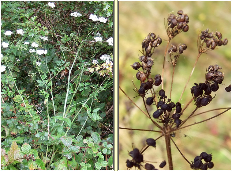 Greater Burnet-saxifrage, Pimpinella major, Coll an drom�in