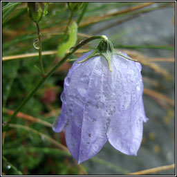 Harebell, Campanula rotundifolia, M�arac�n gorm