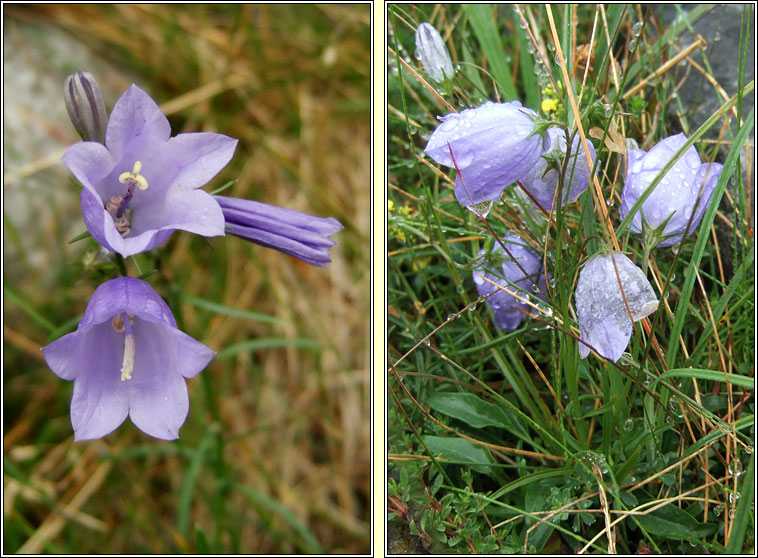 Harebell, Campanula rotundifolia, M�arac�n gorm