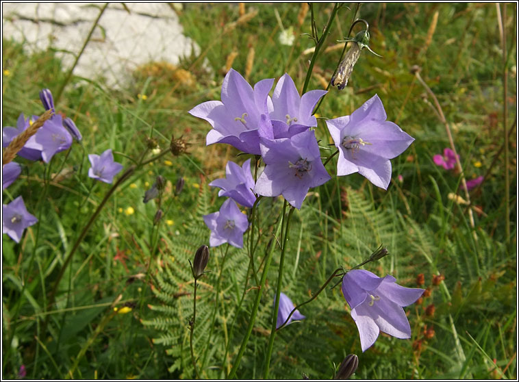 Harebell, Campanula rotundifolia, M�arac�n gorm