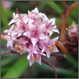 Dodder, Cuscuta epithymum, Clamh�n