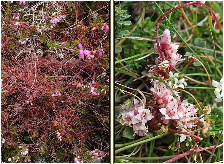 Dodder, Cuscuta epithymum, Clamh�n