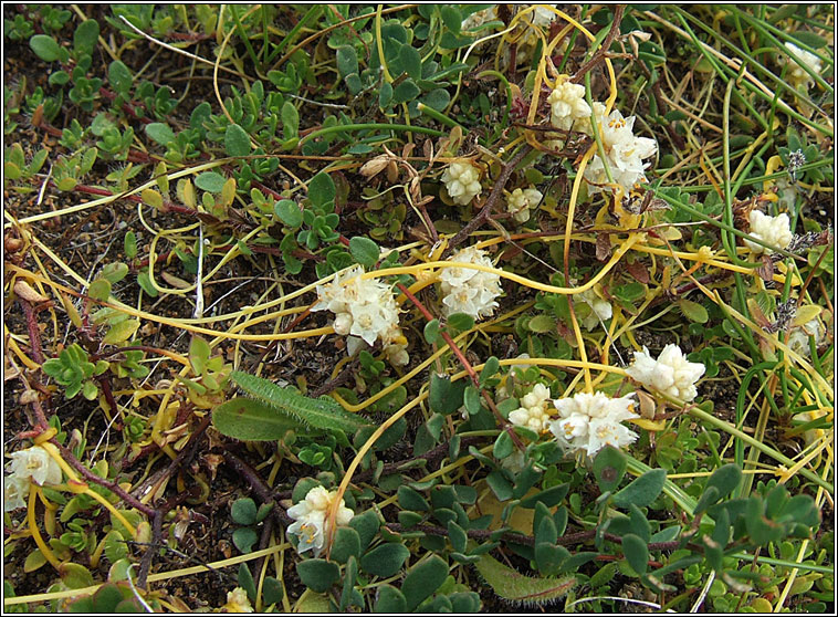 Dodder, Cuscuta epithymum, Clamh�n