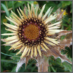 Carline Thistle, Carlina vulgaris, Feochad�n m�n