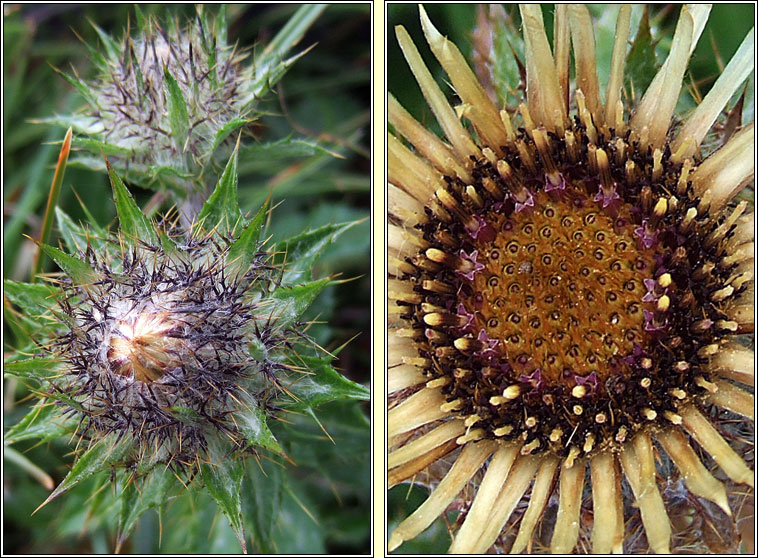 Carline Thistle, Carlina vulgaris, Feochad�n m�n