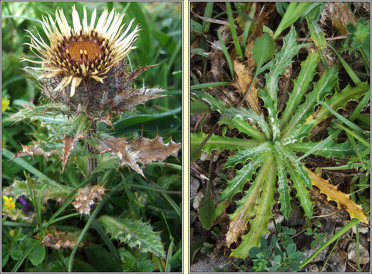 Carline Thistle, Carlina vulgaris, Feochad�n m�n