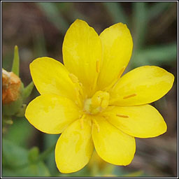 Yellow-wort, Blackstonia perfoliata, Dr�imire bu�