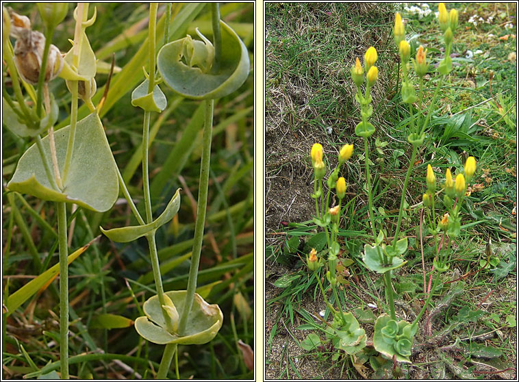 Yellow-wort, Blackstonia perfoliata, Dr�imire bu�