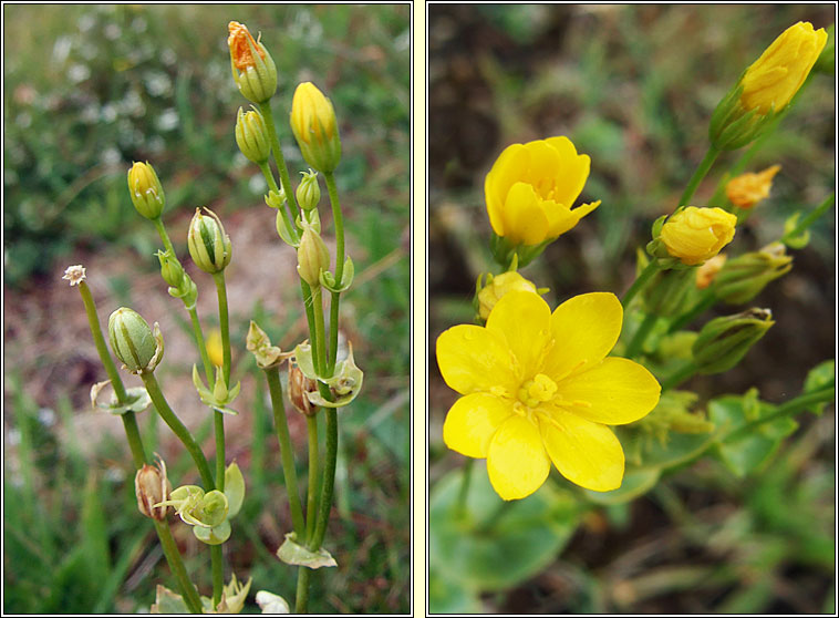 Yellow-wort, Blackstonia perfoliata, Dr�imire bu�