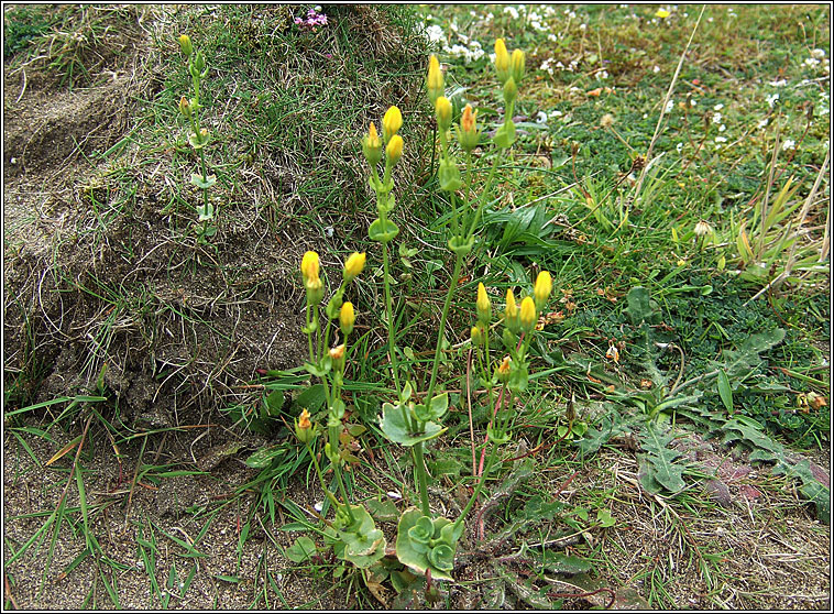 Yellow-wort, Blackstonia perfoliata, Dr�imire bu�
